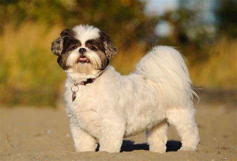 shih tzu gif|Marnie the dog shih tzu dog waving GIF sur GIFER